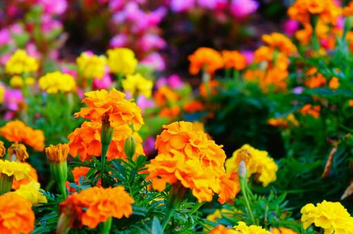 福岡市総合図書館前の道の花壇_12 花壇,花,風景の写真素材