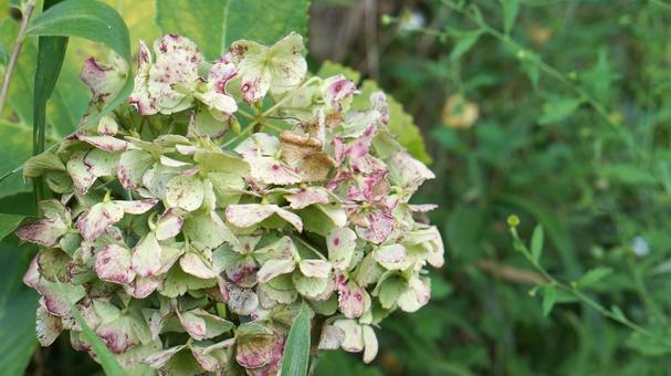 朽ちたアジサイ、紫陽花 紫陽花,あじさい,梅雨の写真素材