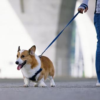 Walking Corgi, JPG Walking Corgi, JPG