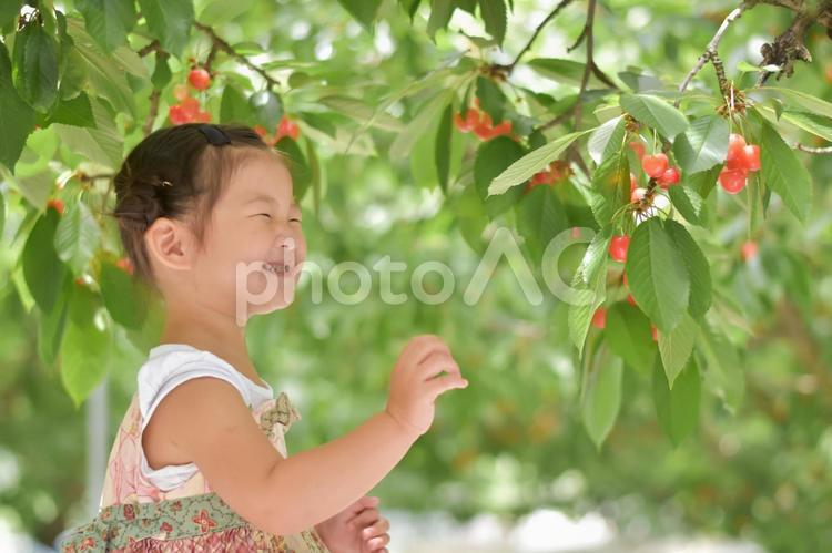 さくらんぼ狩りをする子供 さくらんぼ,子供,さくらんぼ狩りの写真素材