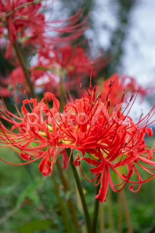 秋の野原に咲く真っ赤な彼岸花 彼岸花,曼珠沙華,ヒガンバナの写真素材
