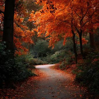 黄金色に輝く紅葉のトンネル 黄金色に輝く紅葉のトンネルの写真
