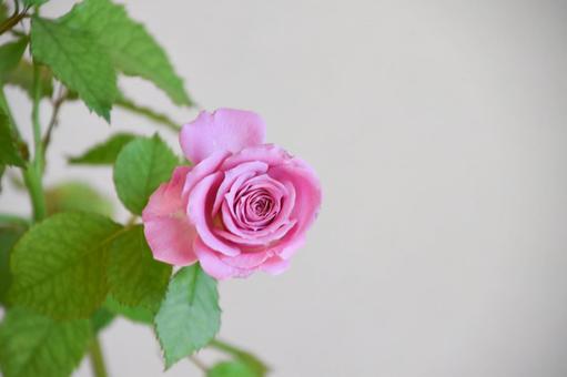 ピンクのばら ピンクのばらの写真