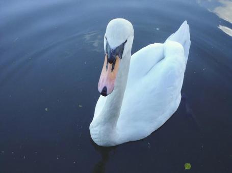 白鳥 白鳥 白鳥,鳥,水鳥の写真素材