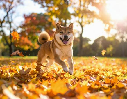 秋の柴犬 秋の柴犬の写真
