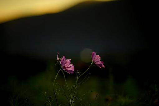 ＜素材＞夕暮れのコスモス畑の風景 コスモス,コスモス畑,サンセットの写真素材