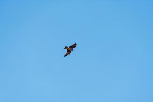 大空を優雅に舞うトビ 大空を優雅に舞うトビ トビ,猛禽類,野鳥の写真素材