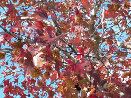 紅葉 紅葉の写真