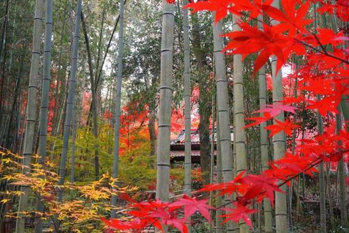紅葉 紅葉の写真