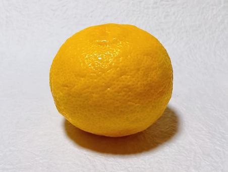 柚子 柚子,果物,ミカン科の写真素材