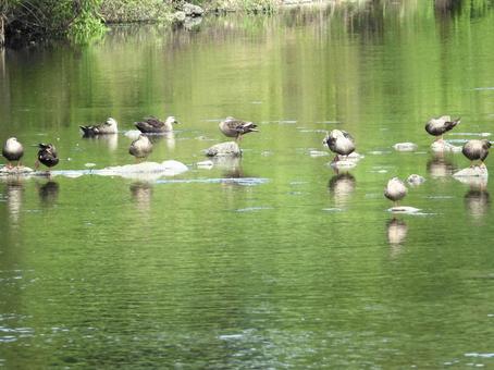 川面の石の上にとまるカモ 川面の石の上にとまるカモの写真