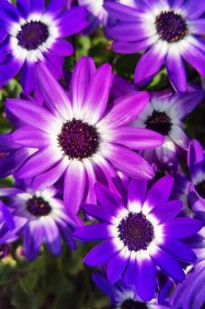 Cineraria 3, JPG