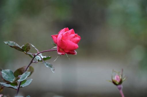 12月に咲く薔薇の花 12月に咲く薔薇の花の写真