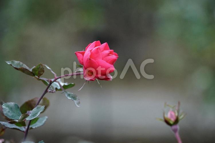 12月に咲く薔薇の花 バラ,赤い花,薔薇の写真素材