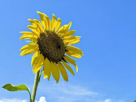 向日葵と真夏の空 向日葵と真夏の空 植物,ひまわり,自然の写真素材