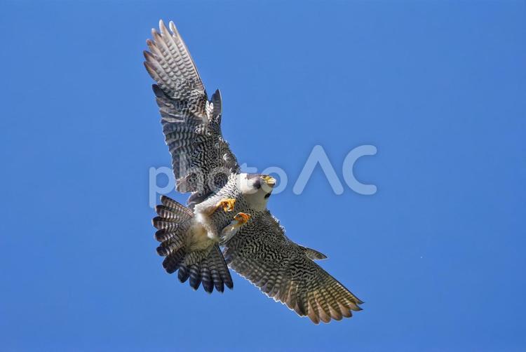 爪を隠して飛行するハヤブサ雄 はやぶさ,ハヤブサ,隼の写真素材