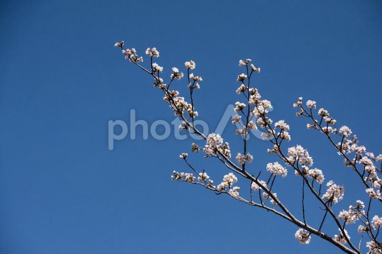 桜の枝 春,さくら,サクラの写真素材