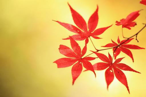 色づく紅葉 色づく紅葉の写真