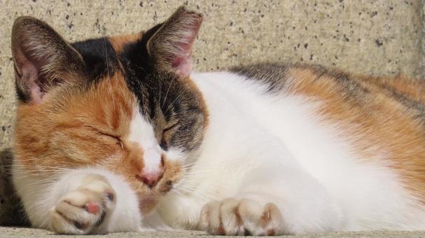 もふもふであざと過ぎるミケの眠り猫 三毛猫,猫,眠り猫の写真素材