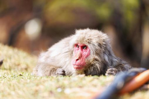 嵐山モンキーパークの猿 嵐山モンキーパークの猿の写真