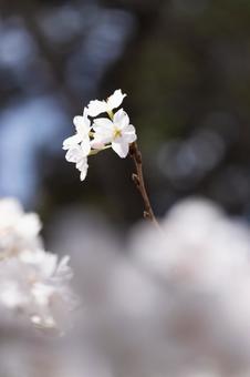 桜 桜の写真