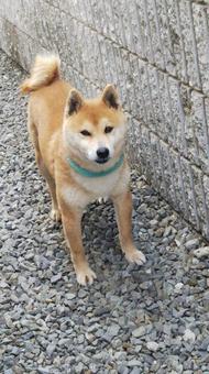 柴犬 柴犬の写真
