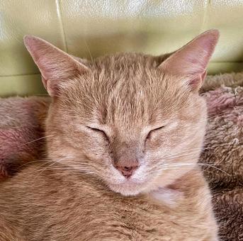 猫の寝顔 猫の寝顔 ねこ,寝顔,アップの写真素材