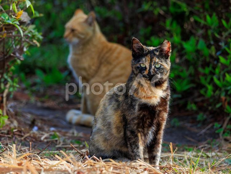 森で出会った野良猫さんです。 猫,野良猫,地域猫の写真素材