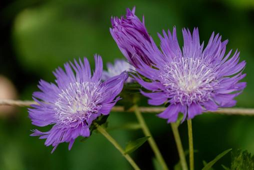 咲き誇るルリギクの花01 咲き誇るルリギクの花01 ストケシア,ルリギク,エドムラサキの写真素材
