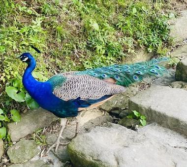 Photo, peacock, bird, creatures, 