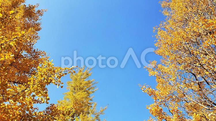 晴れ　いちょう　街路樹　紅葉　季節　黄色　イチョウ　晴天　青空 イチョウ,銀杏,紅葉の写真素材