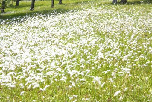 Photo, gras, park, pflanze, 
