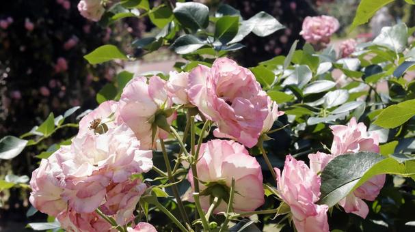 Photo, rose, plant, gardening, 