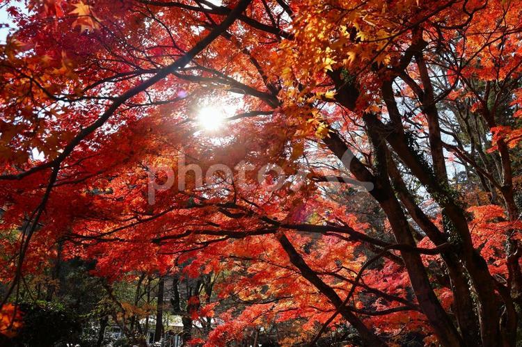 １２月上旬のさぬき市大窪寺の紅葉 背景,紅葉,植物の写真素材