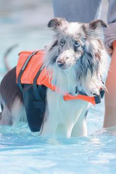 シェルティ シェルティの写真
