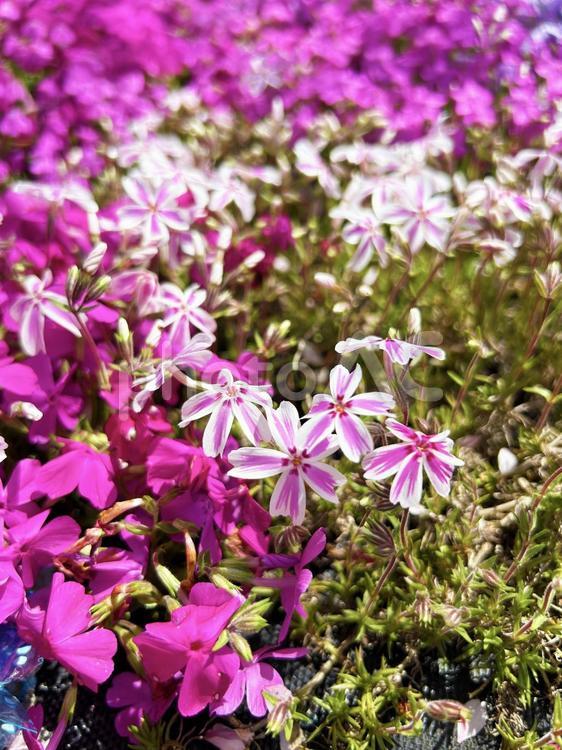日を浴びるシバザクラの群生 シバザクラ,芝桜,花の写真素材