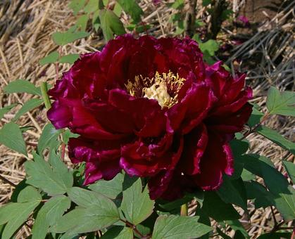 Peony 'Rinpo', JPG