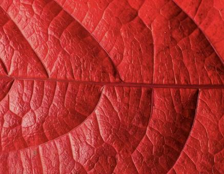 美しく紅葉した葉のクローズアップ 美しく紅葉した葉のクローズアップの写真