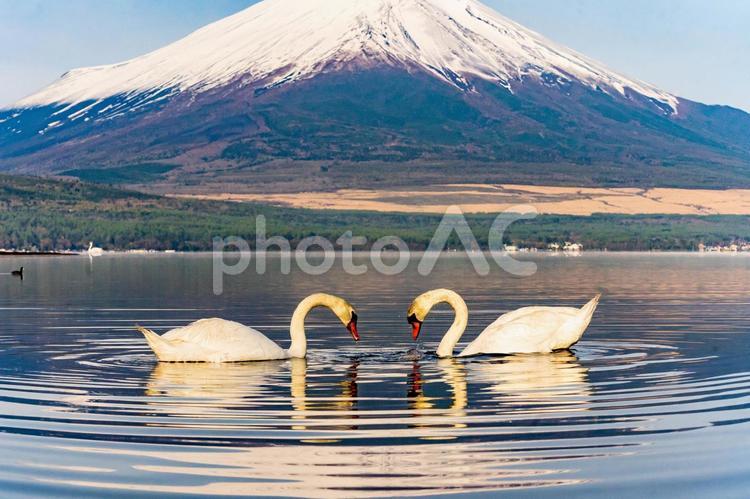湖畔と富士山と白鳥18　山中湖 富士山,空,快晴の写真素材