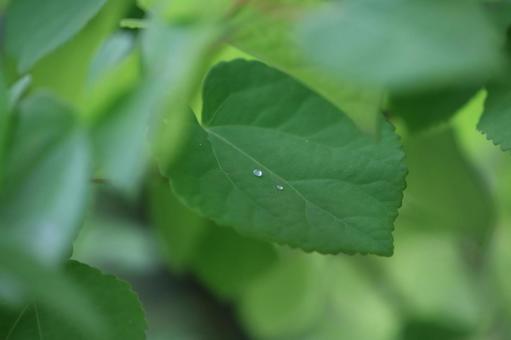 カツラ カツラ,緑,葉の写真素材