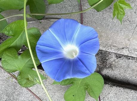 朝顔 朝顔の写真