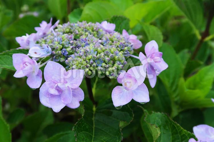 雨上がりのあじさい あじさい,紫陽花,花の写真素材