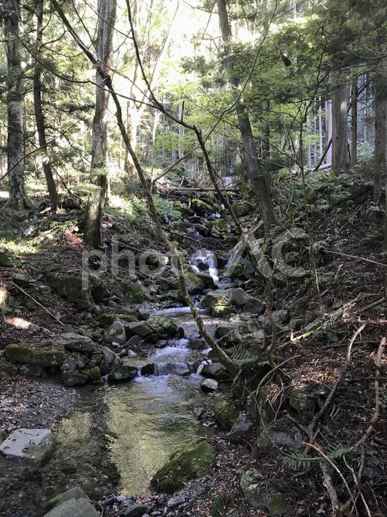 森林の中で癒される 自然,木,水の写真素材