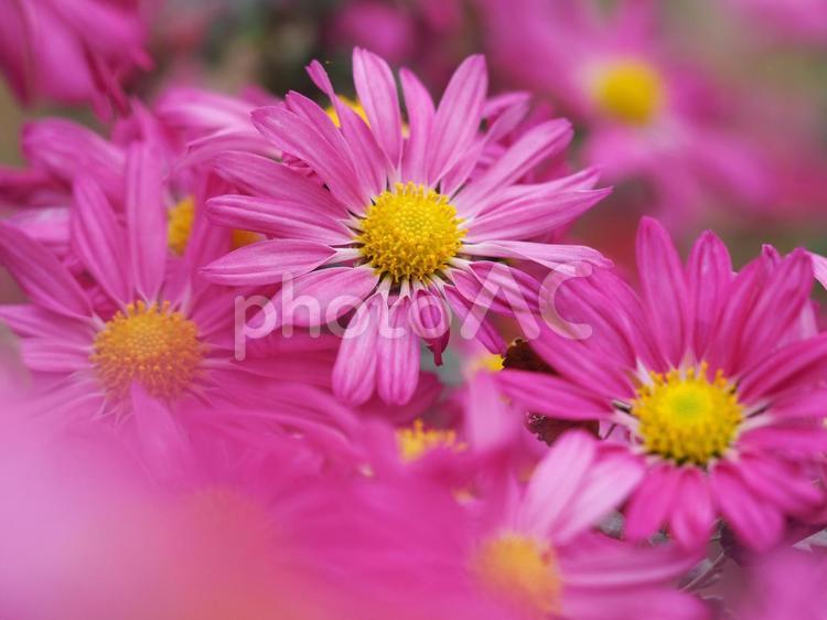 秋の花　ピンクの菊の花⑥ 菊,キク,キクの花の写真素材