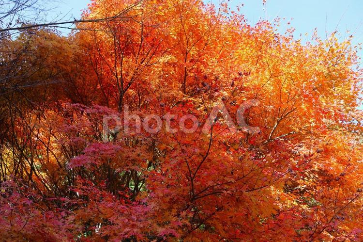 １２月上旬のさぬき市多和地区休憩所の紅葉 背景,紅葉,植物の写真素材