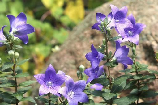 桔梗の花 桔梗の花の写真