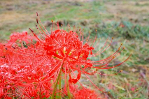彼岸花 彼岸花,ヒガンバナ,秋の写真素材