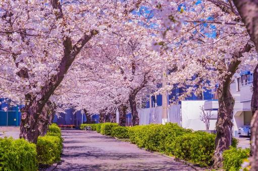 青葉区桜並木の青空 青葉区桜並木の青空 桜,満開,青葉区の写真素材