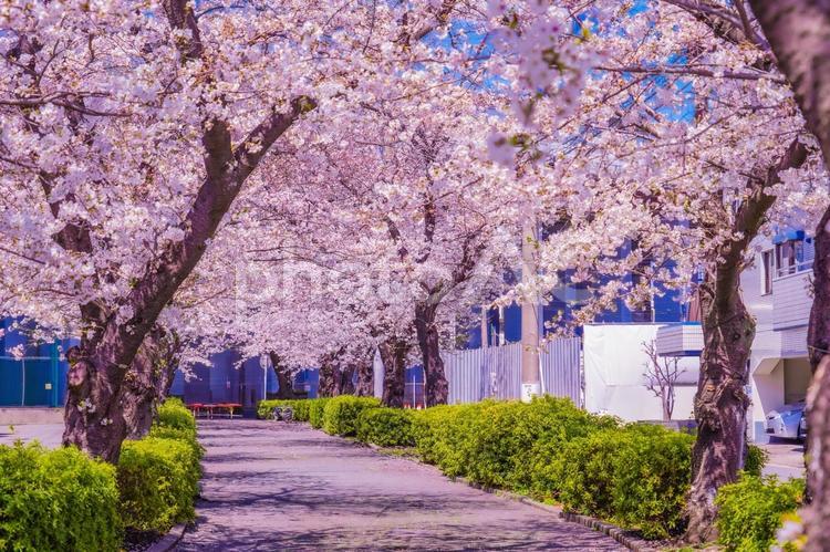 青葉区桜並木の青空 桜,満開,青葉区の写真素材