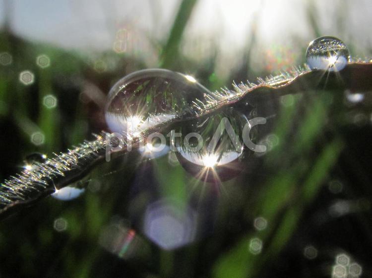 水滴と緑の葉と朝日Water drops 水滴,すいてき,waterの写真素材